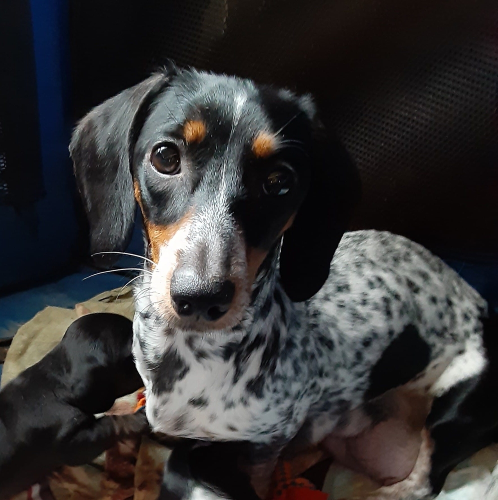 Meet your Posher, Wanda
